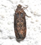 2738, Endothenia hebesana, Verbena Bud Moth