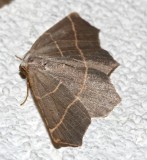 6819, Metanema inatomaria, Pale Metanema