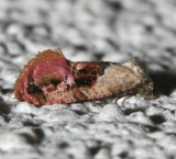 3847, Thyralia hollandana, Hollands Cochylid Moth