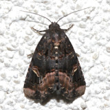9057, Homophoberia apicosa, Black Wedge-spot