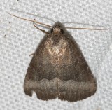 9720, Ogdoconta cinereola, Common Pinkband