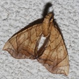 7197, Eulithis gracilineata , Greater Grapevine Looper