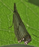 5399, Agriphila ruricolellus, Lesser Vagabond Sod Webworm