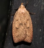 0951, Machimia tentorifella, Gold-striped Leaftier