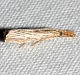 5403, Agriphila vulgivagellus, Vagabond Crambus