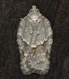 3540, Acleris logiana, Black-headed Birch Leaffolder