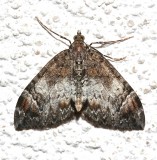 7182, Dysstroma citrata, Dark Marbled Carpet