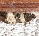 2848, Olethreutes bipartitiana, Divided Olecthreutes