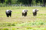 Water Buffaloes - Aripo Livestock Station