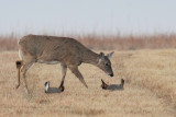 Greater Prairie Chicken 016