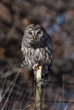Barred Owl 003