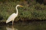 Great Egret ( Ardea alba)