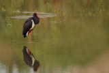 Black Stork (Ciconia nigra)