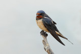 Barn Swallow (Hirundo rustica)