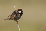Spanish Sparrow (Passer hispaniolensis)