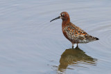 Curlew Sandpiper (Calidris ferruginea)