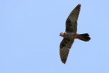 Red Footed Falcon (Falco vespertinus)