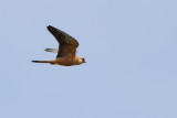 Red Footed Falcon (Falco vespertinus)