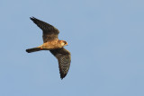 Red Footed Falcon (Falco vespertinus)