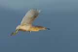 Squacco Heron (Ardeola ralloides)