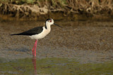 Black-winged Stilt (Himantopus himantopus)