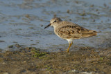 Temminck's Stint (Calidris or Erolia temminckii)