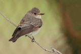 Spotted Flycatcher (Muscicapa striata)