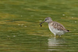 Wood Sandpiper  (Tringa glareola)