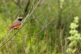 Redstart (Phoenicurus phoenicurus)