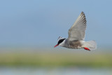 Whiskered Tern (Chlidonias hybridus)