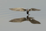 Black Tern (Chlidonias niger)