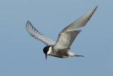 Whiskered Tern (Chlidonias hybridus)