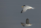 Little Tern (Sternula albifrons)