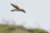 Lesser Kestrel (Falco naumanni)
