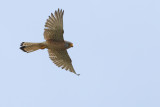 Lesser Kestrel (Falco naumanni)