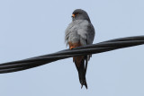 Red Footed Falcon (Falco vespertinus)