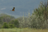 Montagu's Harrier (Circus pygargus)