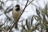 Sombre Tit (Poecile lugubris)