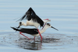 Black-winged Stilt  (Himantopus himantopus)