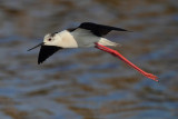 Black-winged Stilt (Himantopus himantopus)