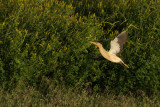 Little Bittern (Ixobrychus minutus)