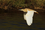 Squacco Heron (Ardeola ralloides)