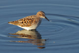Little Stint, Calidris minuta (or Erolia minuta),