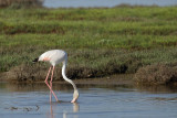 Flamingo  (Phoenicopterus roseus)