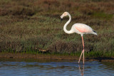 Flamingo (Phoenicopterus roseus)