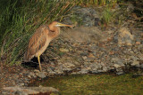 Purple Heron (Ardea purpurea)