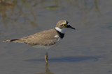 Little Ringed Plover (Charadrius dubius)