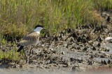 Spur-winged Plover (Vanellus spinosus)