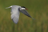 Whiskered Tern (Chlidonias hybridus)