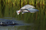 Whiskered Tern (Chlidonias hybridus)